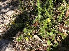Hibbertia prostrata