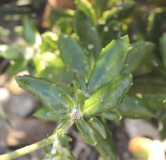 Senecio arniciflorus