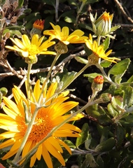 Senecio arniciflorus