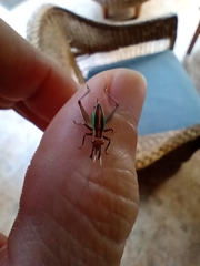 Phylloscyrtus
