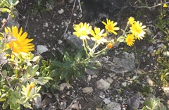 Senecio arniciflorus