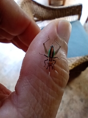 Phylloscyrtus