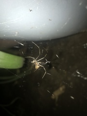 Latrodectus geometricus