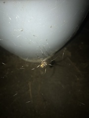 Latrodectus geometricus