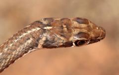 Psammophis notostictus
