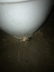 Latrodectus geometricus