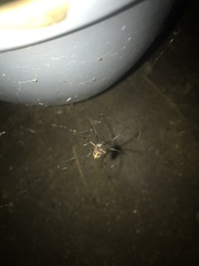 Latrodectus geometricus