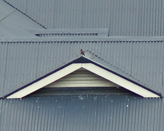 Acridotheres tristis