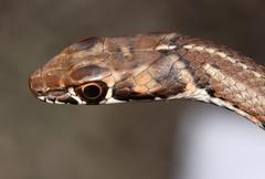 Psammophis notostictus