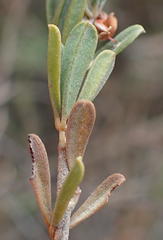 Indigofera flabellata