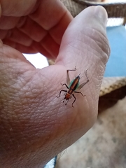 Phylloscyrtus