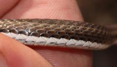Psammophis notostictus