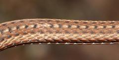Psammophis notostictus