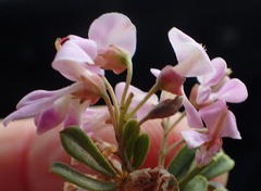 Indigofera flabellata