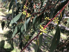 Eucalyptus pauciflora
