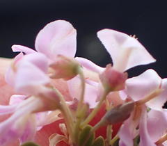 Indigofera flabellata