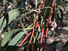 Eucalyptus pauciflora