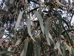 Eucalyptus pauciflora
