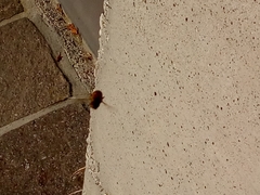 Eristalinus taeniops