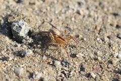 Hygrolycosa rubrofasciata