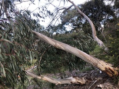 Eucalyptus pauciflora