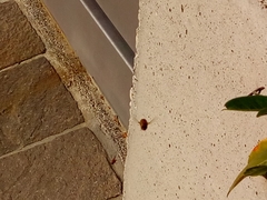 Eristalinus taeniops