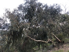 Eucalyptus pauciflora