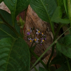 Solanum corymbosum