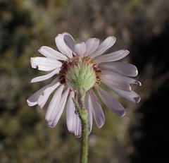 Garuleum bipinnatum
