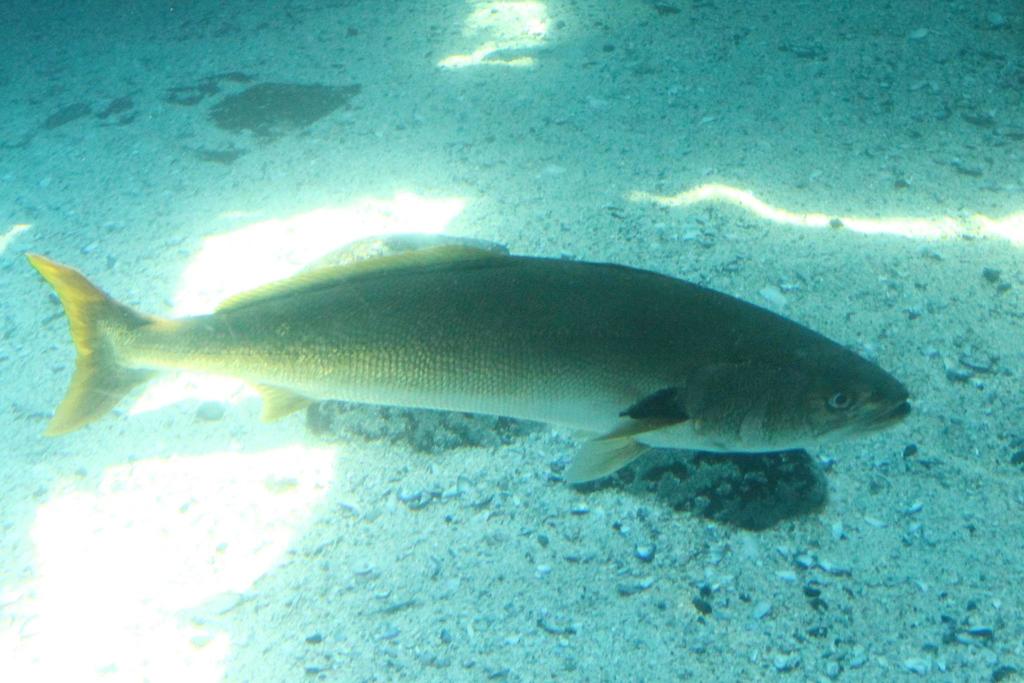 Geelbek croaker (Atractoscion aequidens) — Sciaenidae