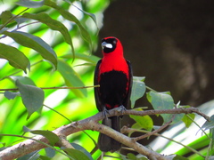 Ramphocelus nigrogularis