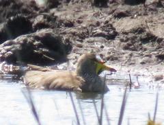 Vanellus senegallus lateralis