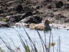 Vanellus senegallus lateralis