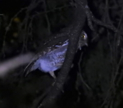Micrathene whitneyi