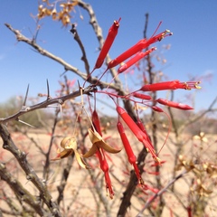Fouquieria macdougalii
