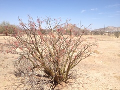 Fouquieria macdougalii