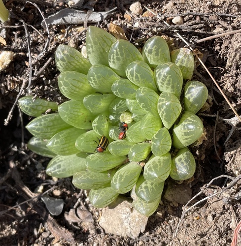 Haworthia transiens