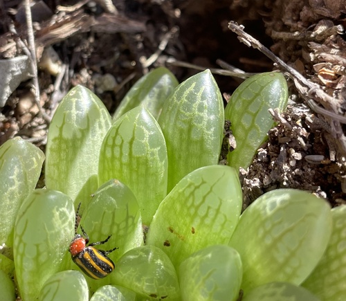 Haworthia transiens