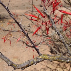 Fouquieria macdougalii