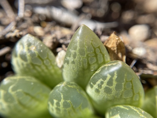 Haworthia transiens