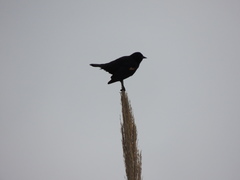 Agelaius phoeniceus