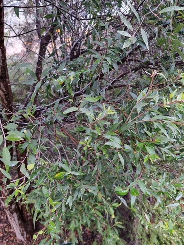 Image of Notelaea ligustrina by no rights reserved