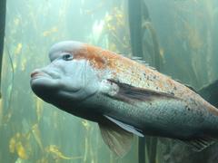 Chrysoblephus gibbiceps