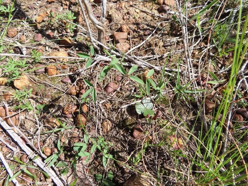 Image of Oxalis duriuscula by (c) linkie, some rights reserved (CC BY)