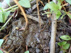 Lythrum tribracteatum