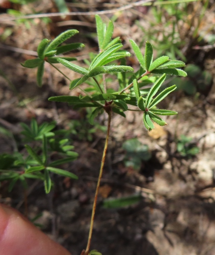 Image of Oxalis engleriana by (c) linkie, some rights reserved (CC BY)