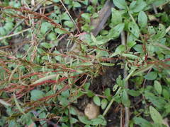 Lythrum tribracteatum