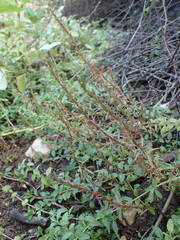 Lythrum tribracteatum