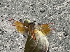 Brachythemis contaminata