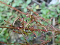 Lythrum tribracteatum